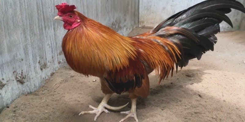 Kê Bình Định là một trong những giống gà chọi Việt Nam hot nhất